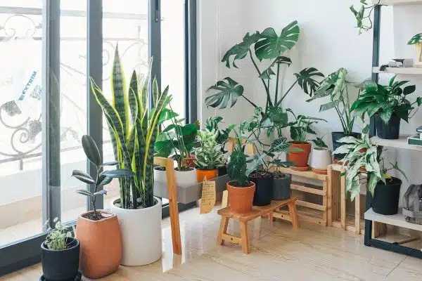 Les astuces indispensables pour un entretien optimal de vos plantes d’intérieur