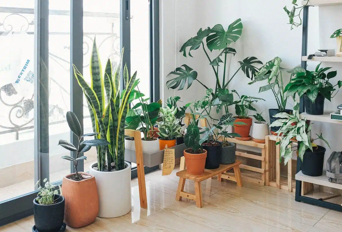 Les astuces indispensables pour un entretien optimal de vos plantes d’intérieur