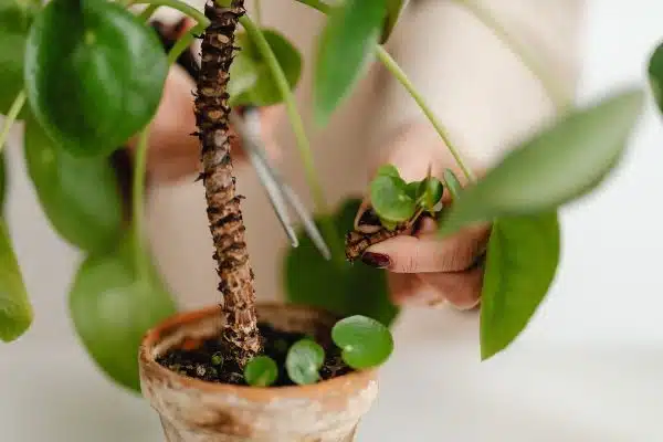 Comment couper une orchidée : astuces et conseils pour le taillage !
